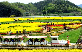 제 19회 &amp;#39;창녕낙동강유채축제&amp;#39; 행사소개&amp;#44; 축제안내&amp;#44; 관련영상