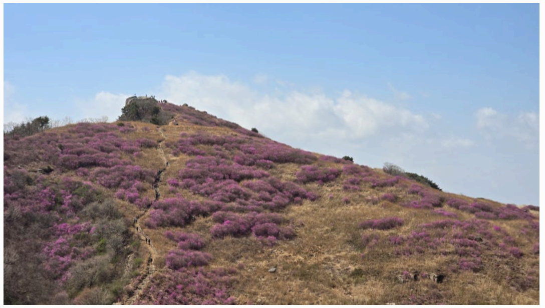 [4월 축제]화왕산 진달래❘4월 둘째주 주말 개화 상황, 방문 후기, 교통편, 맛집