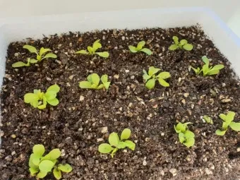 텃밭 상추 키우는 법 파종 간격 수확 연속수확 요령_17