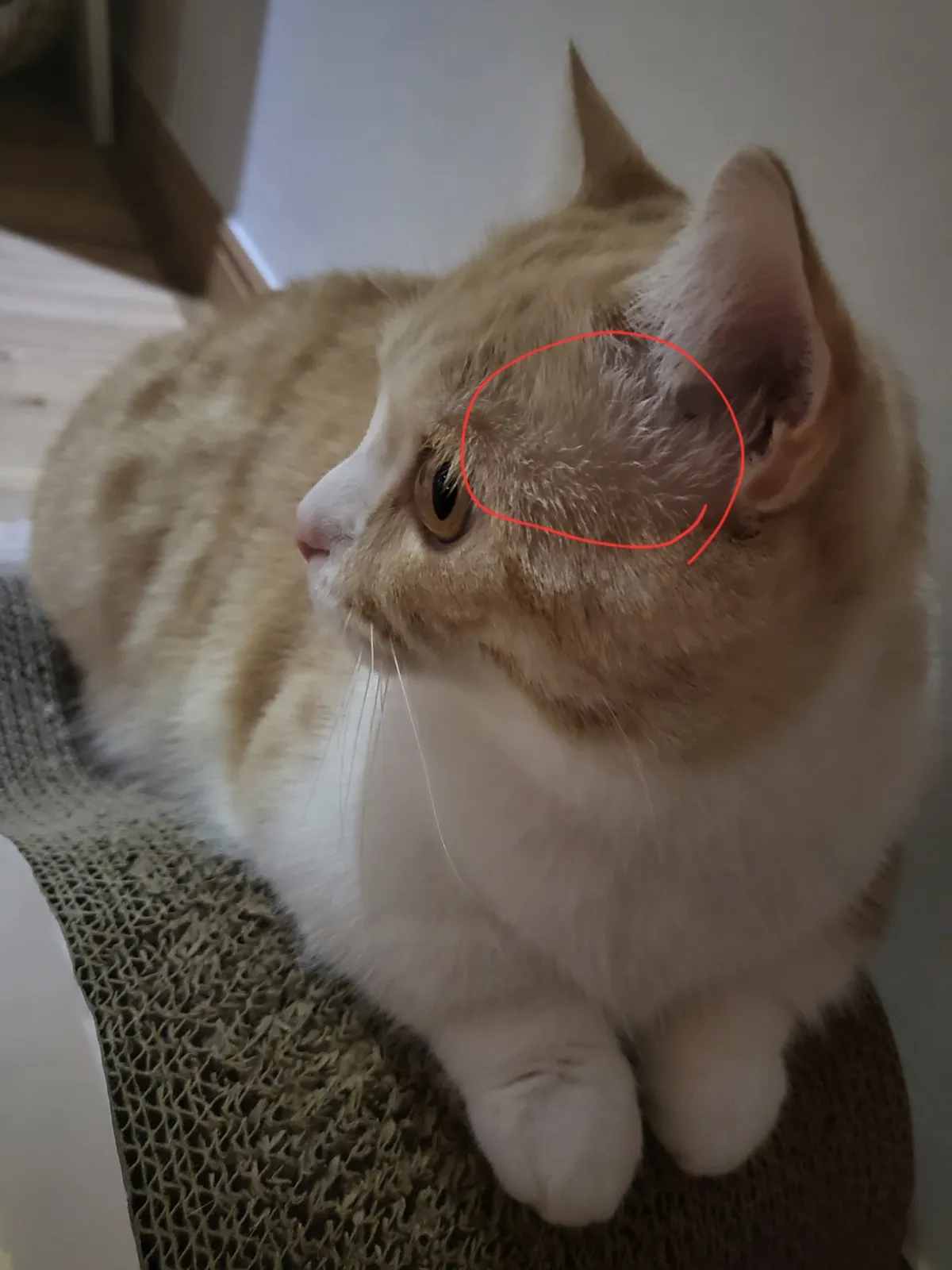 "고양이