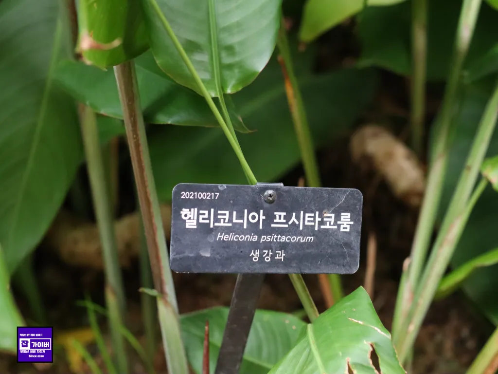 헬리코니아 프시타코룸 - 생강과 - Heliconia Psittacorum