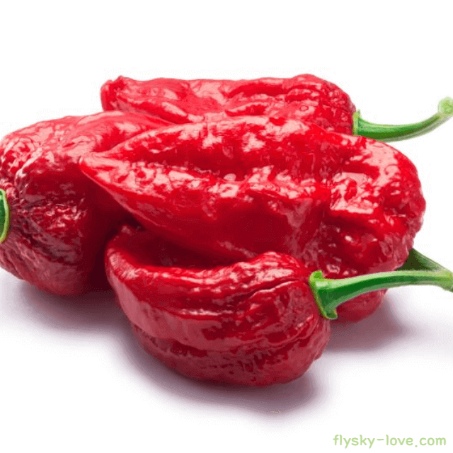 부트졸로키아 주의사항