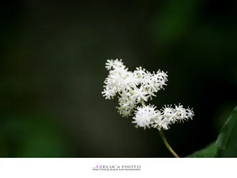 5월의 야생화 백화등 소리쟁이 낮달맞이꽃 알프스민들레_2