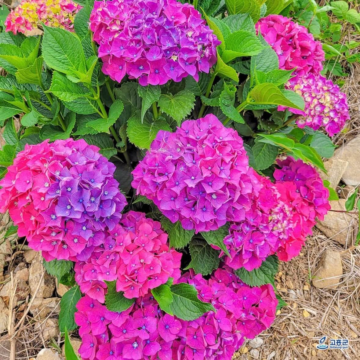 쑥섬 수국축제