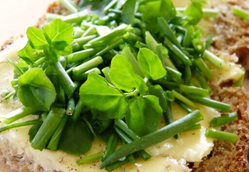 봄 나물을 이용한 요리 방법의 예