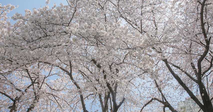 부산 벚꽃 명소(1)