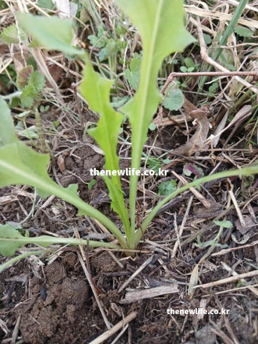 고들빼기 효능 활성산소 억제 클로로겐산