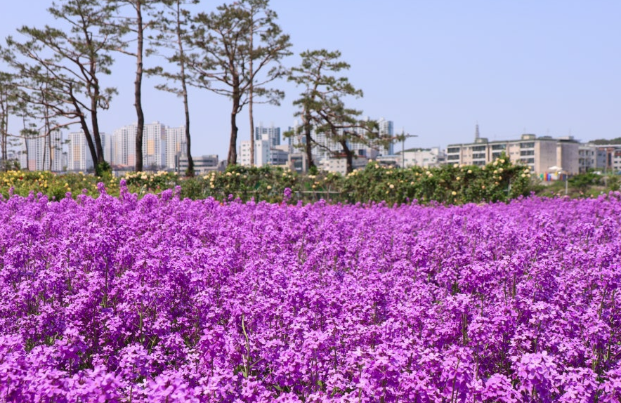 생태지구공원 보라유채꽃3