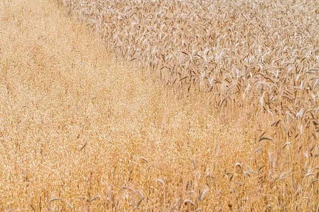 잣 재배 암수 구분 수분 수정 송이 관리_9