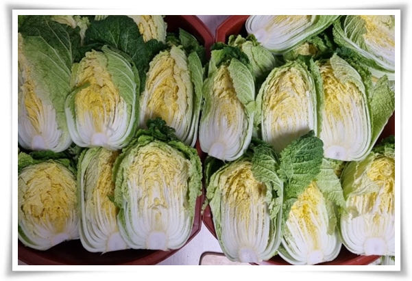 "남은 김장 배추 보관법" 땅속에 묻기/냉장/냉동 보관 등 오래 보관하는 법!