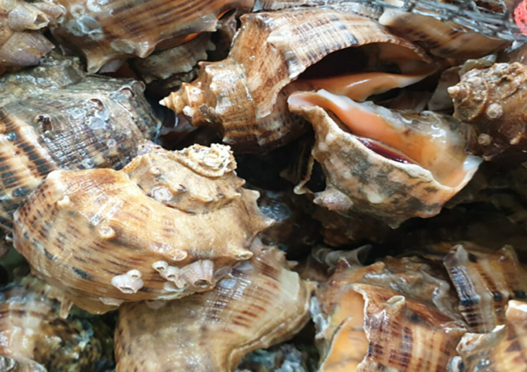 화성 피뿔고둥 양념코너 5호점&amp;#44; 궁평항 근처 회 맛집에서 만나는 제철 해산물