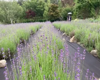 고성 라벤더 축제 하늬 라벤더 팜_26