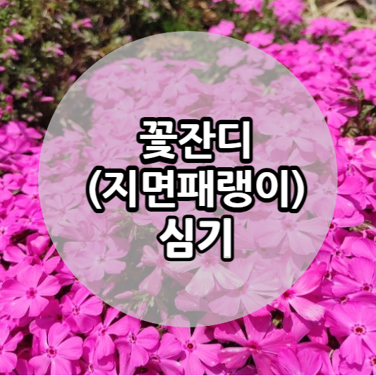 꽃잔디 사진