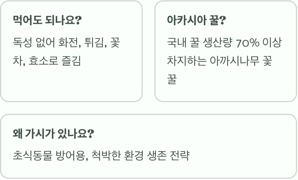 아카시아꽃 꽃말과 상징적 의미 총정리