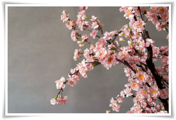 "살구꽃과 살구" 수줍은 듯 피어나는 봄 날의 은밀한 분홍빛 속삭임!