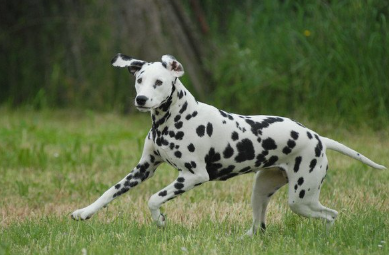 풀숲을 달리는 달마시안.