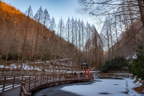 대전 겨울 여행 명소, 한밭수목원·엑스포·오월드·장태산자연휴양림