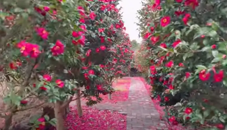 겨울방학 국내 여행지-
동백꽃이 붉은 벽돌길 양쪽으로 붉게 핀 동백꽃과 나뭇잎들
