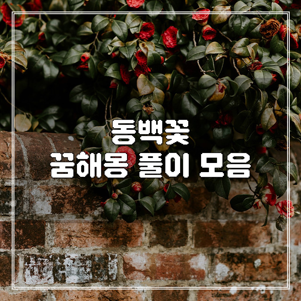 동백꽃 꿈, 꿈해몽 풀이 모음 썸네일