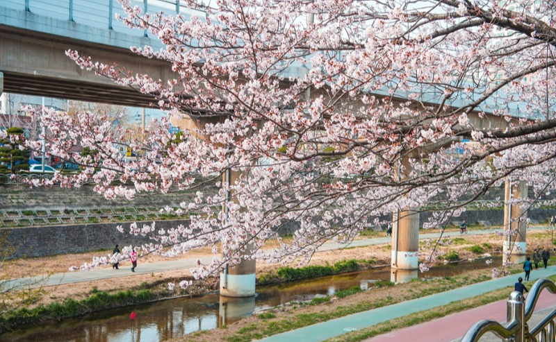 벚꽃 개화시기 2023