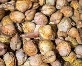 남당항 새조개 축제_30