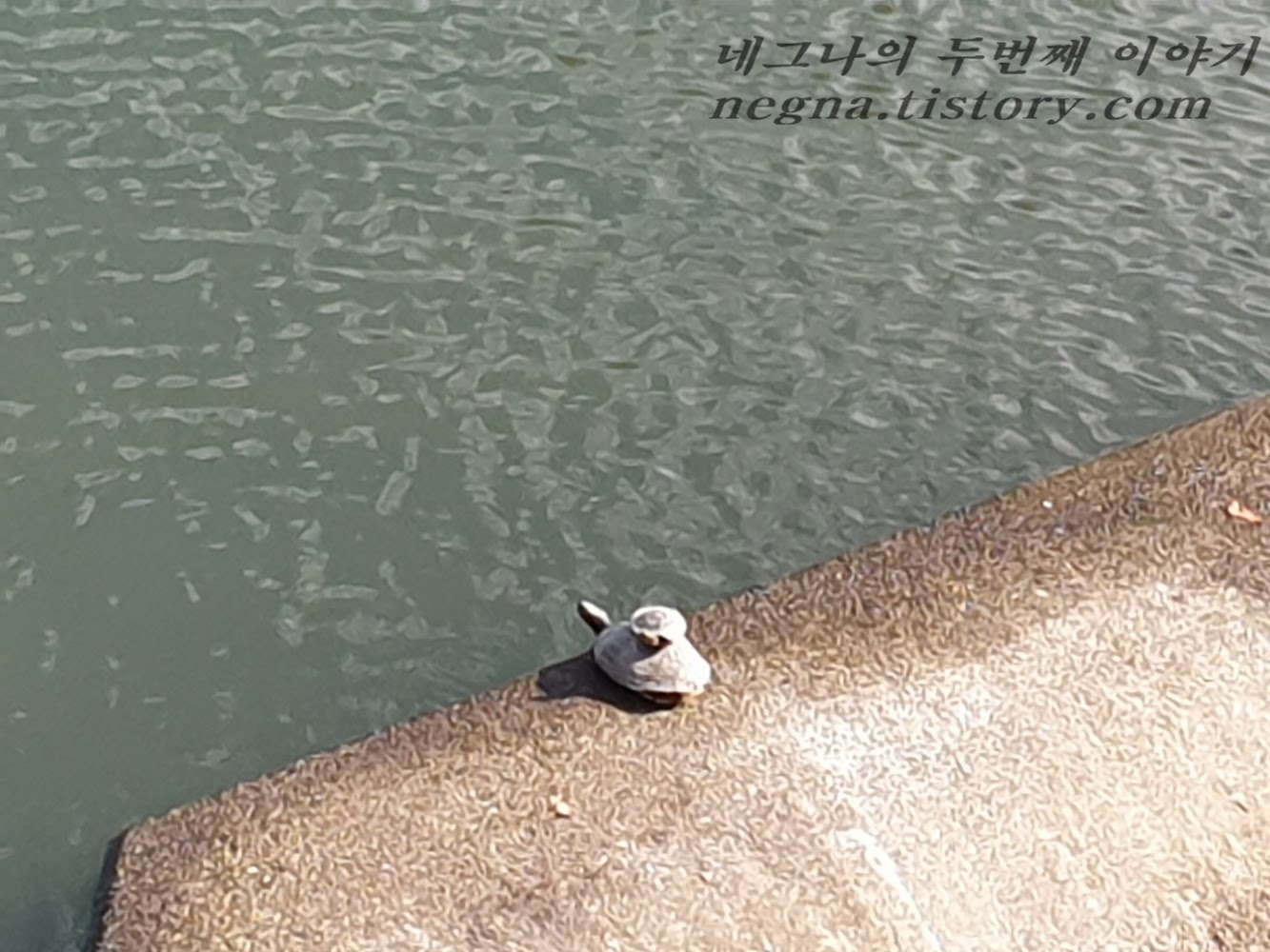 자라가 있네요.