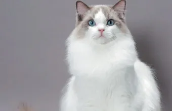 랙돌 고양이 유전병_11