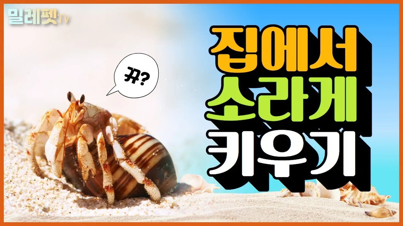 소라게 가격 키우기 분양 수명 먹이 성격 종류_5
