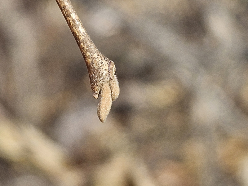 때죽나무 겨울눈1