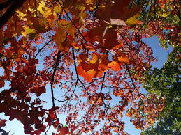 2023 단풍 절정 시기 + 전국 단풍 명소 5 곳 추천