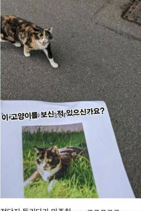 실종된 반려동물 찾기