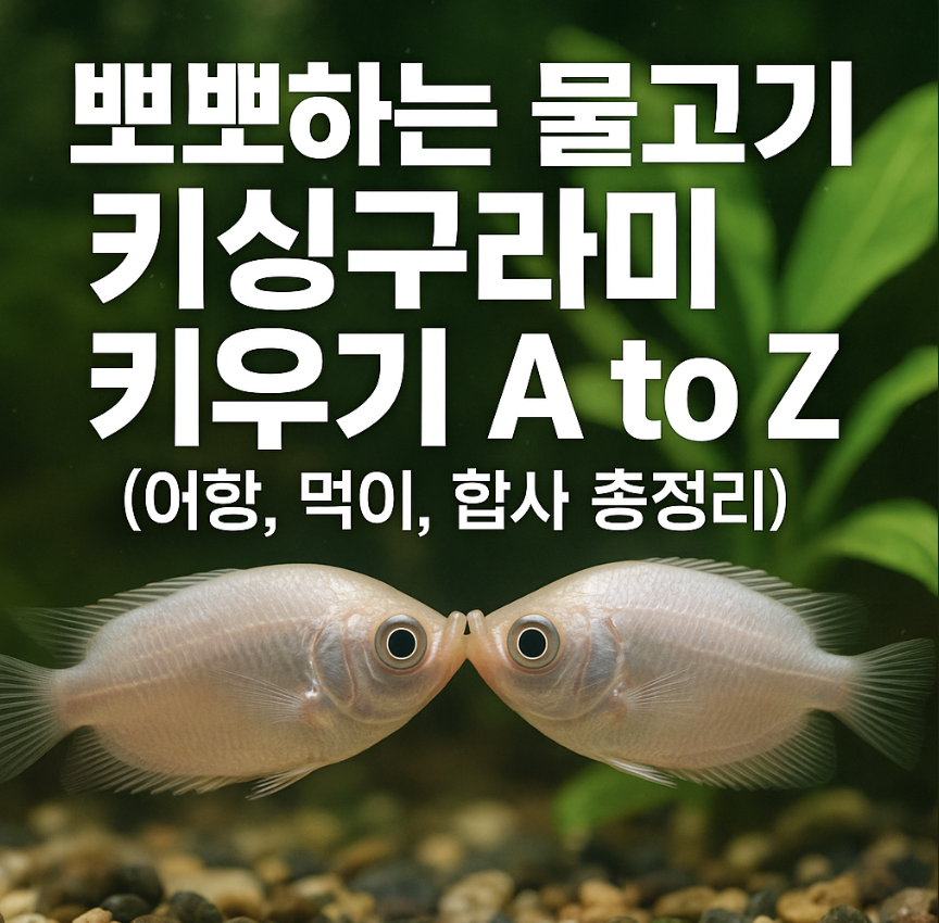 뽀뽀하는 물고기 키싱구라미 키우기 A to Z (어항, 먹이, 합사 총정리)