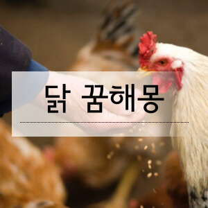 닭꿈해몽