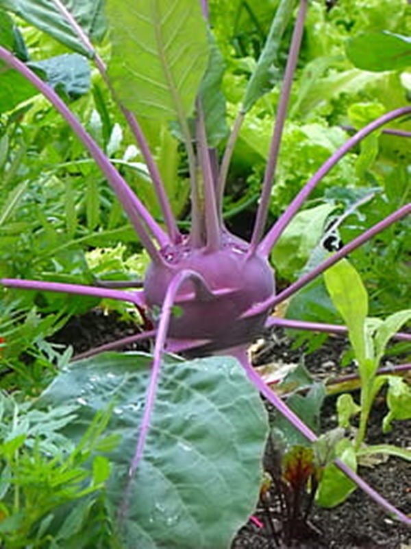 콜라비 먹는법