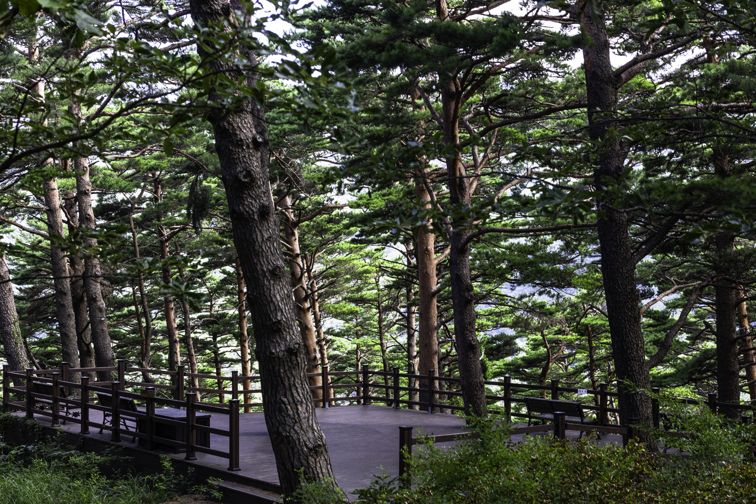 대관령소나무길