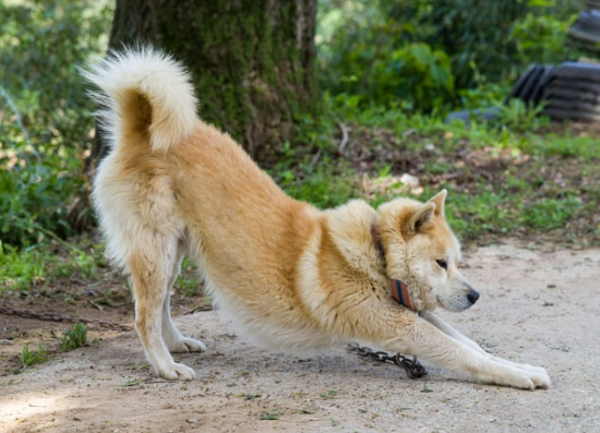 진돗개 입양 까다로울까? 성격, 수명, 특성 총정리