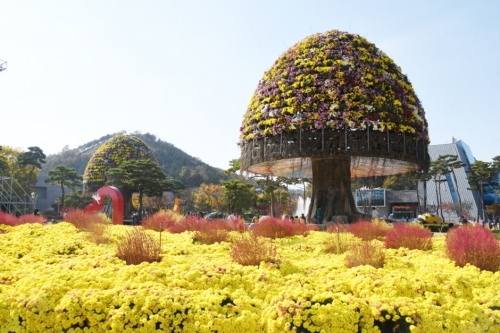 전남_함평_국화대전