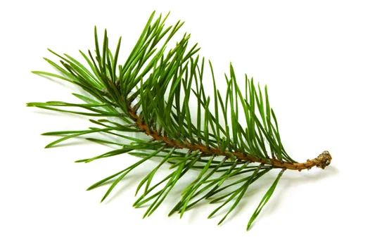 솔잎 효능수확기솔잎 효소 만드는법솔잎차세척활용법보관법까지_1