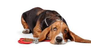 출처 구글이미지 강아지 사진