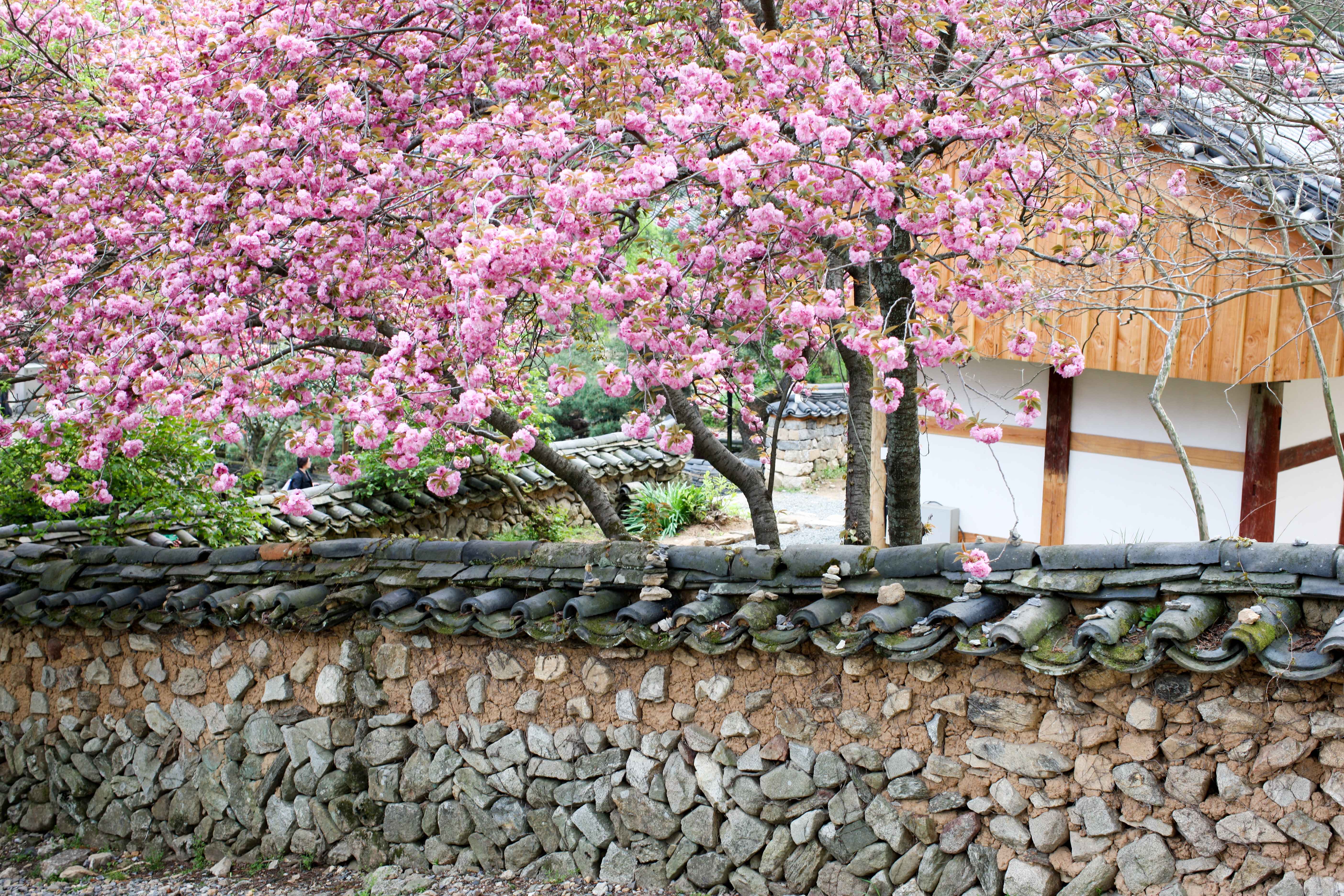 순천 선암사 겹벚꽃