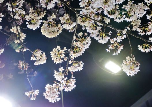 마산 벚꽃 명소