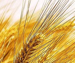 당뇨에 좋은 음식은 식이섬유가 많은 음식으로 보리가 이에 해당됩니다.