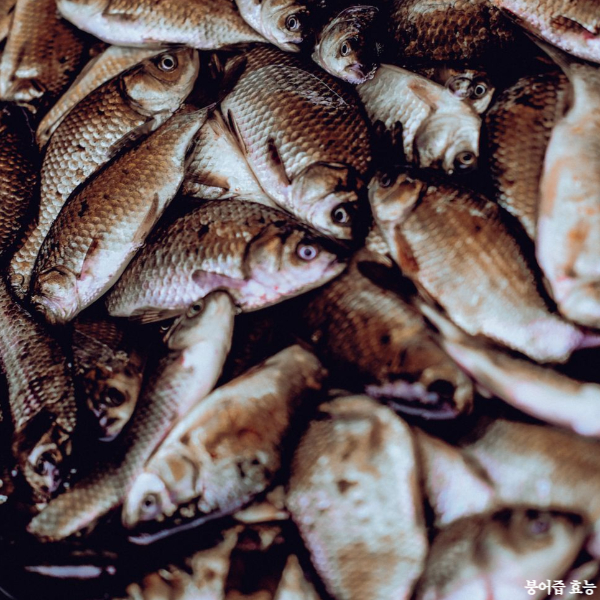 붕어즙 효능 부작용 알고 드세요!