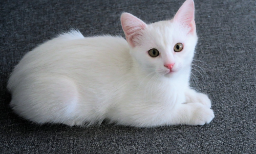 고양이 털