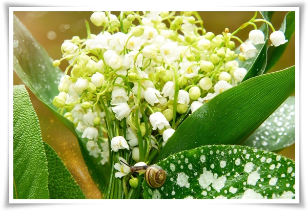 "은방울 꽃" 자연의 아름다움과 신비를 담은 작은 보석!