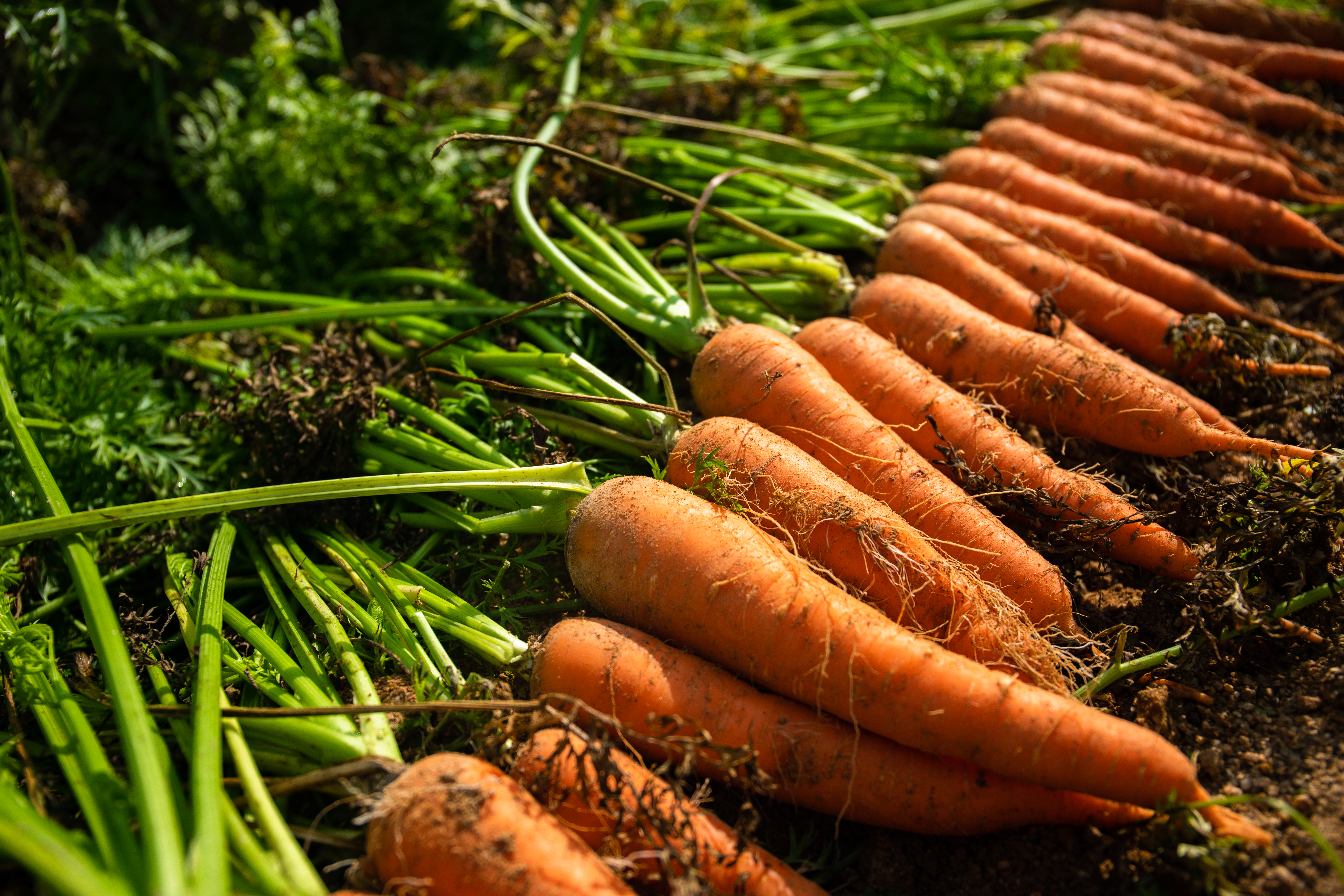 폐암에 좋은 음식