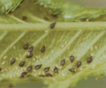 복숭아혹진딧물