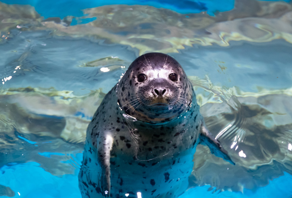 롯데월드 아쿠아리움