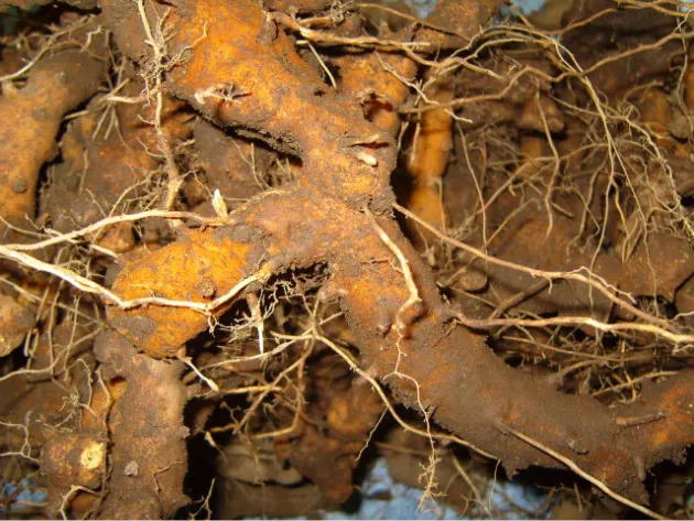 마 효능 보관법 먹는법 마즙 만들기까지 종합 가이드_7