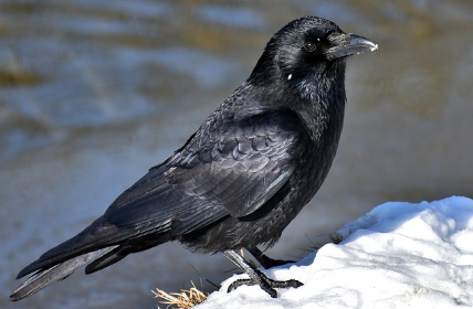까마귀와 앵무새의 언어 능력: 동물도 문법을 이해할까?